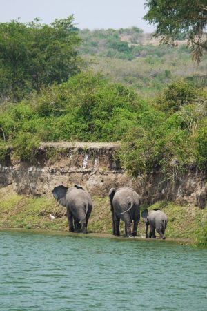 elephants-uganda-steep-bank-1535877-1024x768-1.jpg